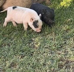 Piglets available for rehousing