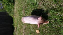 Pig Forsale