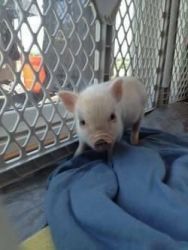 Teacup Mini Piglet For Re-homing