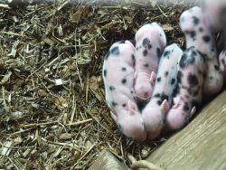 Teacup micro Chinese juliana piglets!! Super tiney!