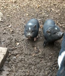 American mini pigs