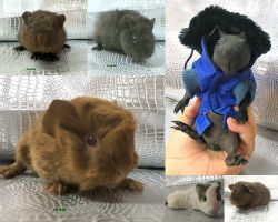 Guinea PIgs Teddy, Amercian, Skinnys and more