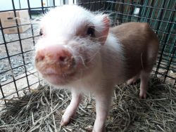 Wilbur the pig for sale!!