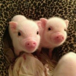 3 MONTHS OLD MINI TEA CUP PIGLETS FOR SALE.