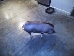 Nice pig for sale