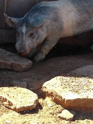Male pig good breed