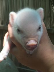 Pot belly pigs & newborns for sale! Rabbits too!