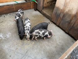 Ossabaw piglets