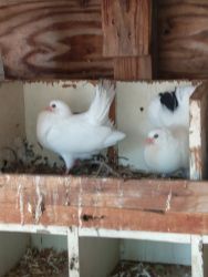Free fantail pigeons