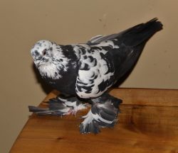 pigeon Fancy Tumbler