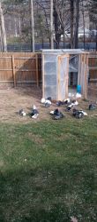 American Fantails Pigeons