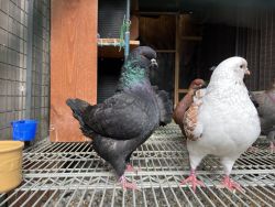 Modena and fantail pigeons