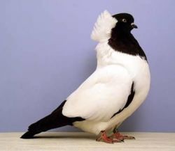 fancy pigeons available