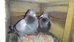 high flying guaranteed pigeons for sale