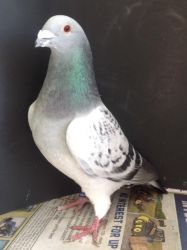 Great proven pair of blue pair Pigeons for sale