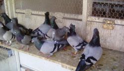 Serbian High Flyer Pigeons for Sale