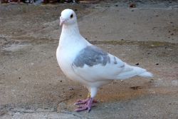 Cute pigeons for sale