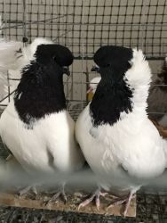 Nun pigeons