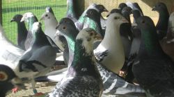Racin Pigeons - Stock Birds And Youngsters