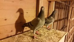 Young Racing Pigeons And Old Birds For Sale