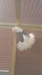 Quality Saddle Fantail for sale