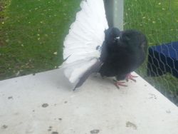 PIGEON/American Fantails