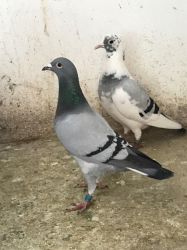 Pigeons available