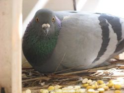 Utility White King Pigeons for sale - Pigeon Breeds and colors ava