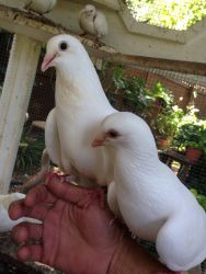 White Wedding Pigeons