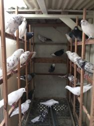 High flyer Iranian pigeons