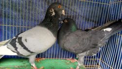 Rare pigeons for sale