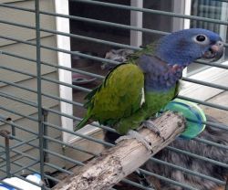 Baby Pionus Parrots