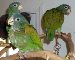 Super Tame Blue-headed Pionus Parrots With Cage