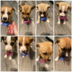 Beautiful energetic puppies for sale