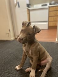 Pit/Lab Puppy for Sale