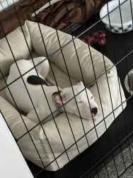 White Female Pitbull puppy
