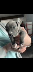 Pitbull puppy 10 weeks old, boy