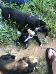 Puppies that are part Lab, Pitt and husky