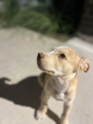 Pitsky puppy 3 months
