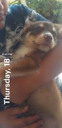 Pitbull/husky mixed puppies