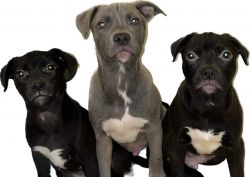 I have THREE puppies AVAILABLE!!! 1 FEMALE 2 MALES