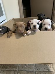 Rehoming puppies