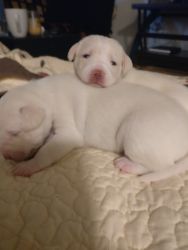 Boy and girl albino puppies