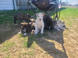 Pure bred American Bully and Siberian Husky litter. 1 male and 6 femal