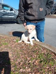 Pitsky puppies for sale