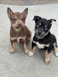 Adorable Pitsky puppies