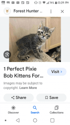 Pixie bob kitten for sale
