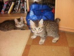 Pixie Bob Kittens Ready For Their Forever Homes