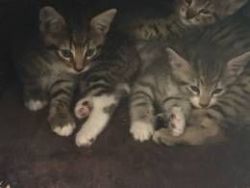 Pixie Bob Kittens for sale