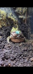 Pixie frog plus enclosure